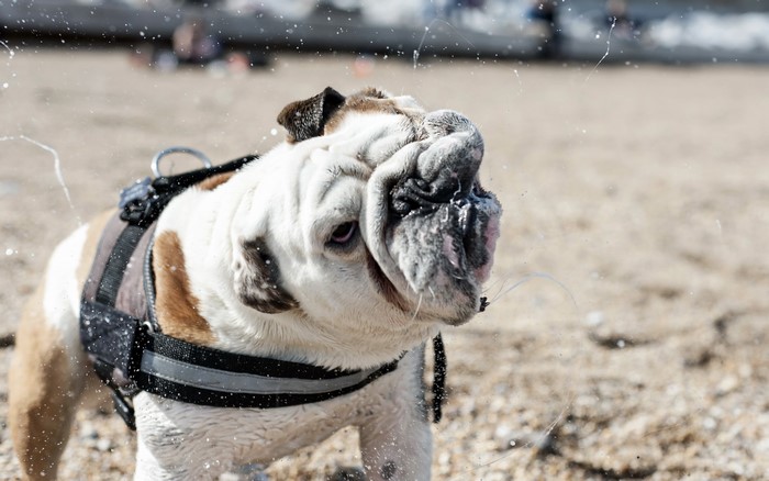 English Bulldog shaking water off at the beach