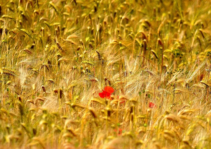 Field of wheat with red poppies