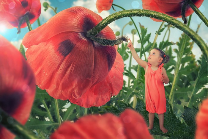 Little girl in poppy field
