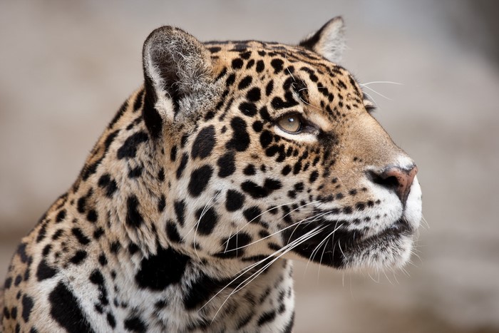 Jaguar's Head in Profile