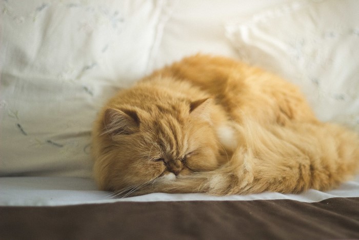 Ginger cat sleeping curled up