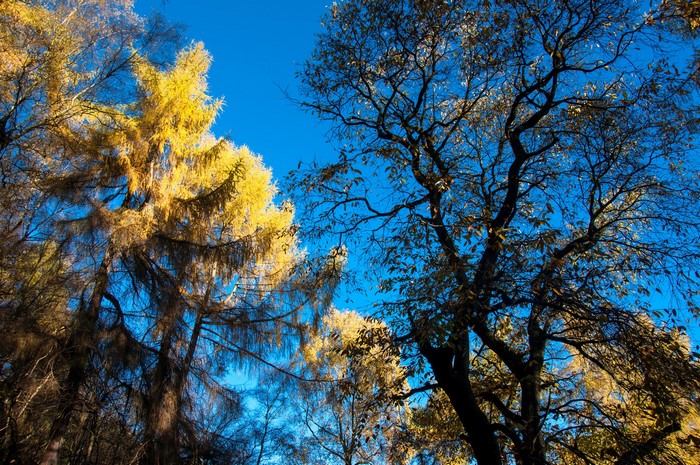Autumn trees with yellow and dark leaves against a blue sky