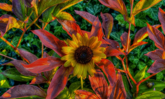 Sunflower surrounded by autumn foliage
