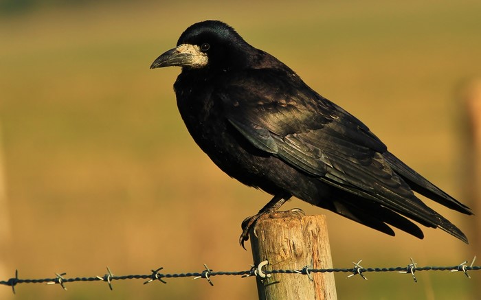 A black crow perched on a wooden fence post