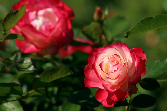 Two bicolor roses in a garden