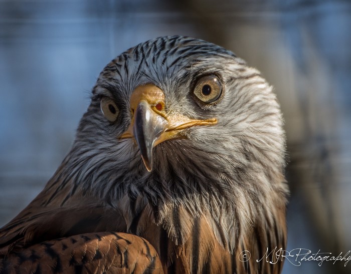 Close-up of a Red Kite bird's head