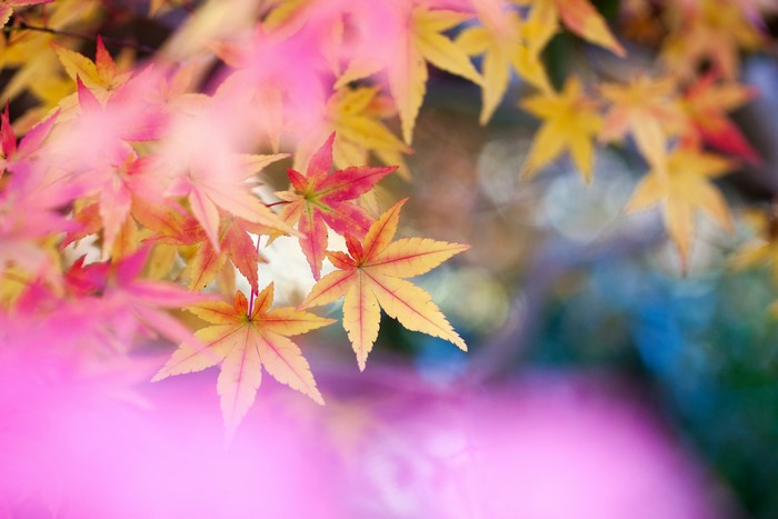 Autumn Maple Leaves with Bokeh