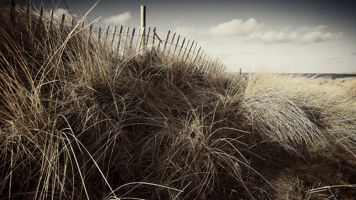 Dune grass and wooden fence on a cloudy day