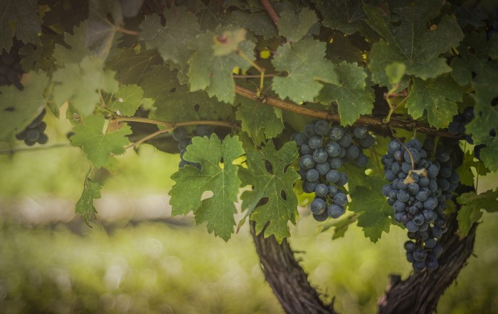 Bunches of dark grapes hanging from a vine with green leaves