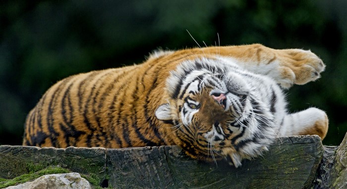 Tiger lying on wood