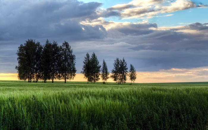 Field of grass with trees and dramatic clouds