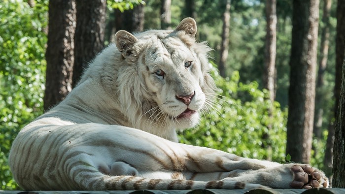 White Tiger Lying Down in Forest