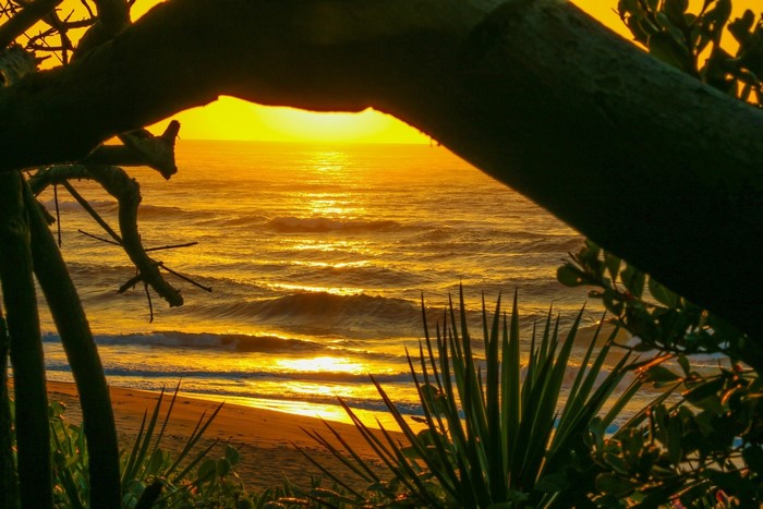 Sunset over the ocean viewed through trees and plants