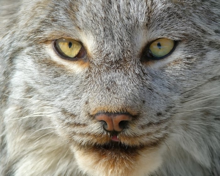 Close-up of a Lynx's face with yellow eyes