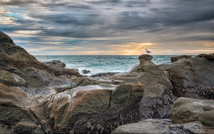 Seagull on Oregon Coast rocks at sunset