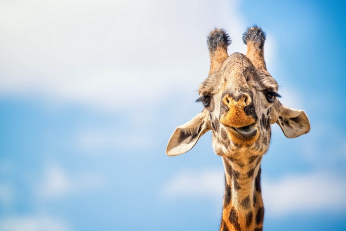 Close-up of a giraffe's head against a blue sky