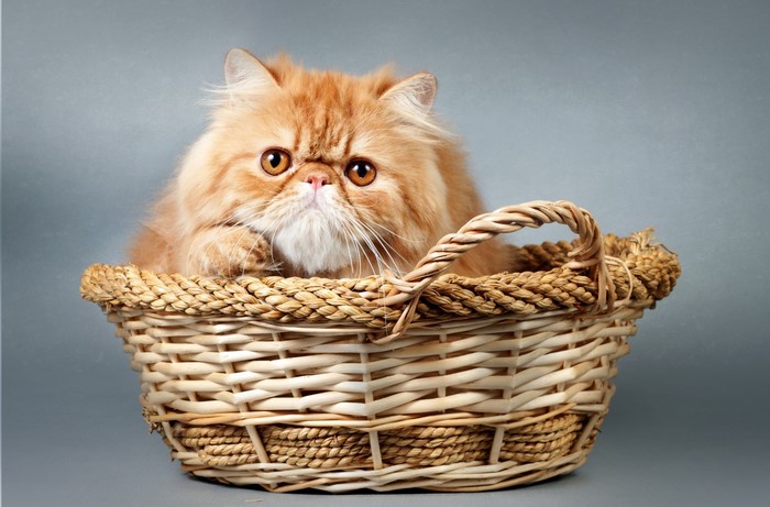Ginger Persian cat in a wicker basket