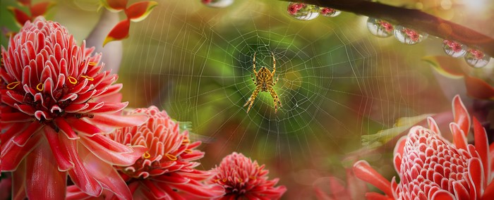 Spider on a web with red flowers and water droplets