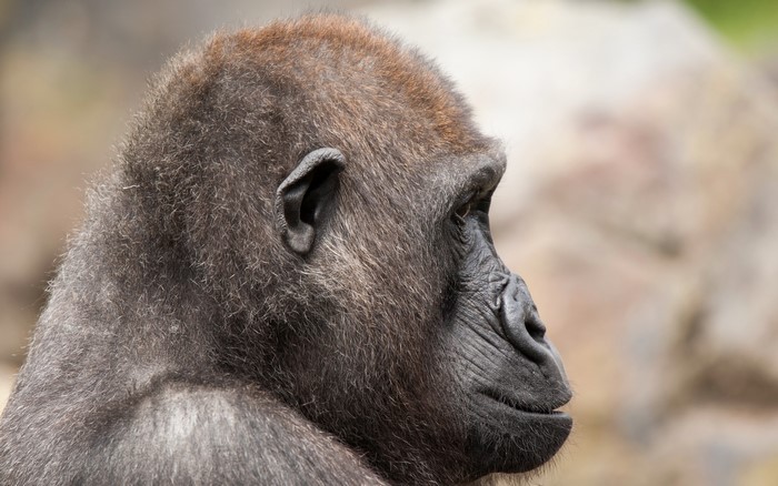 Gorilla head profile