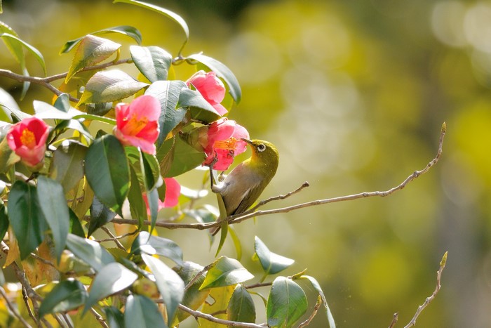 A bird drinks nectar from a pink camellia flower