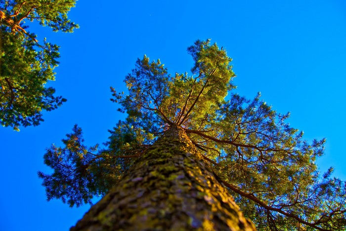 Looking up at tall pine trees against a blue sky