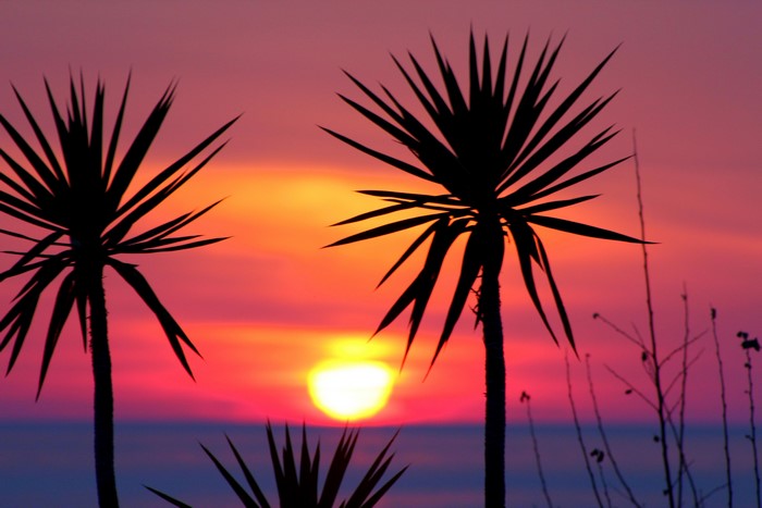 Palm tree silhouettes against a vibrant sunset over the ocean