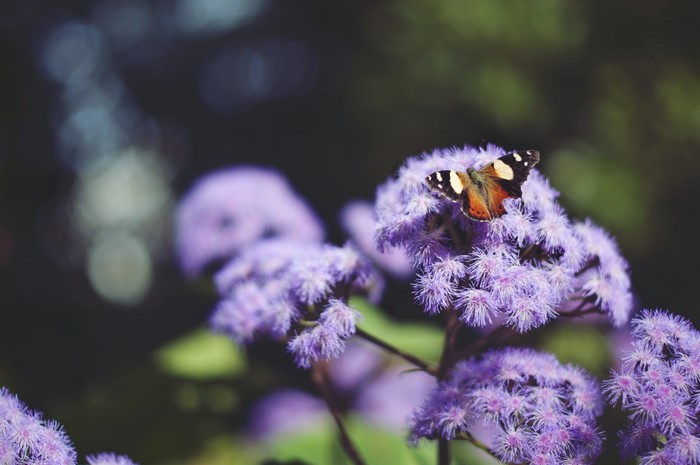 Butterfly on purple flowers