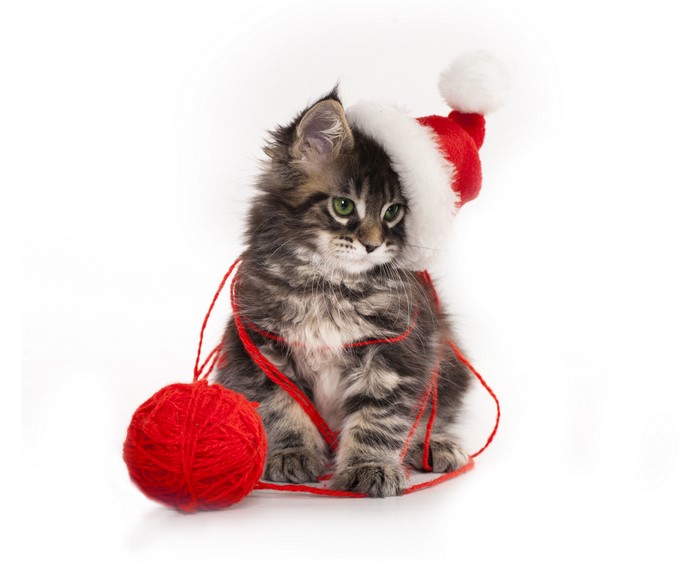 Kitten wearing a Santa hat with red yarn