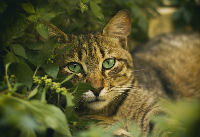 A tabby cat with green eyes peeks through foliage