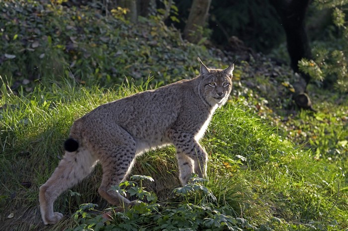 Lynx on a grassy hill