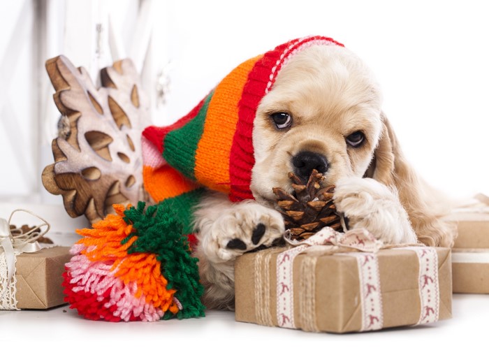 Puppy in a Christmas scarf with gifts
