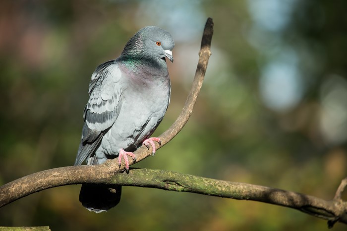 Pigeon perched on a branch