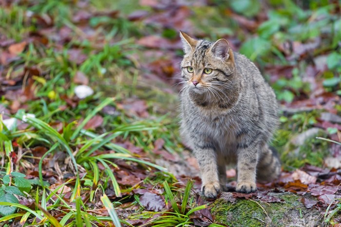 Wildcat sitting on mossy ground with fallen leaves