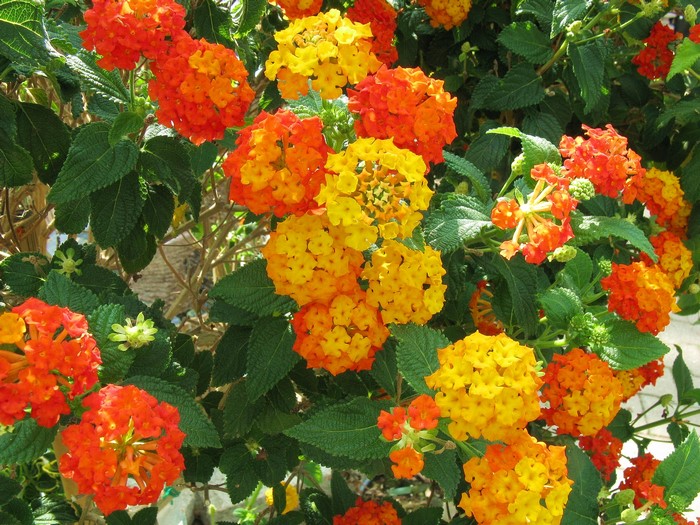 Lantana flowers in bloom