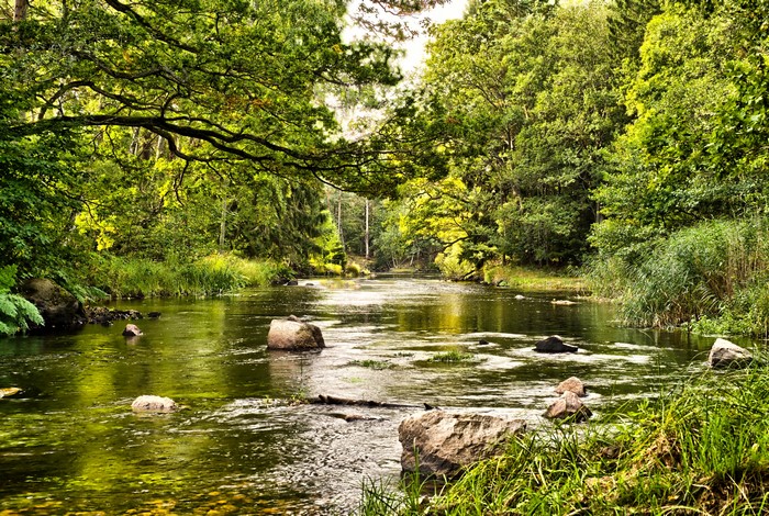 River flowing through a forest in summer