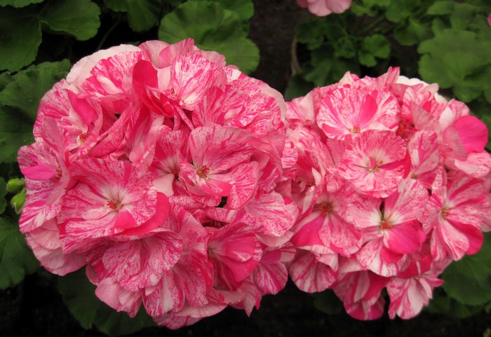 Two clusters of pink and white variegated geranium flowers