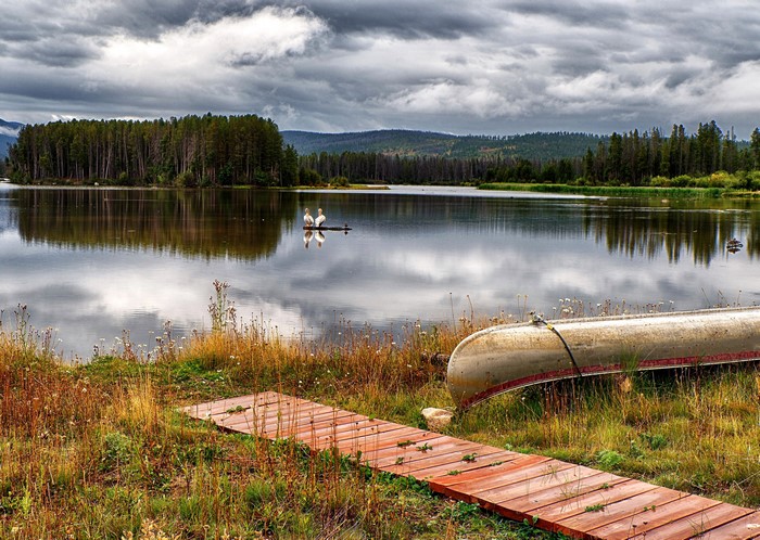 Two pelicans on a log in a lake in Colorado