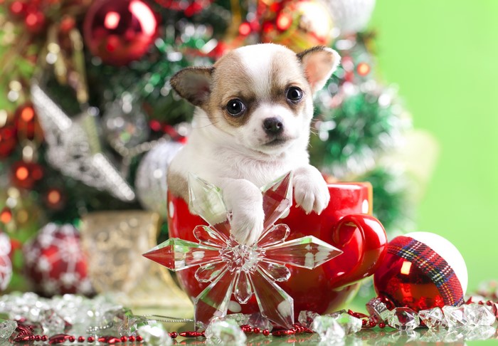 Chihuahua puppy in a mug with Christmas tree