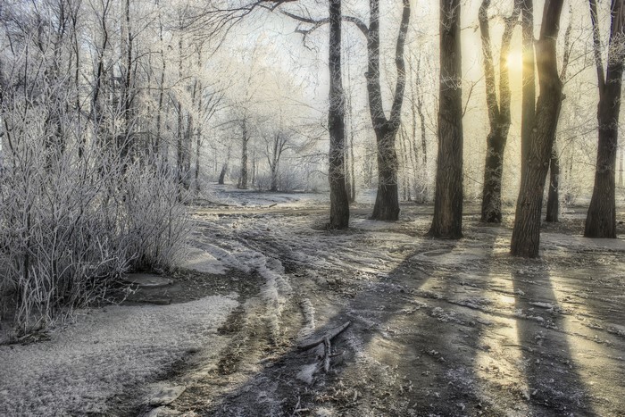 Winter forest with frost and sun rays