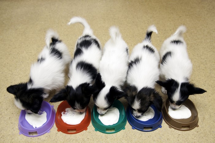Five Papillon puppies eating from bowls