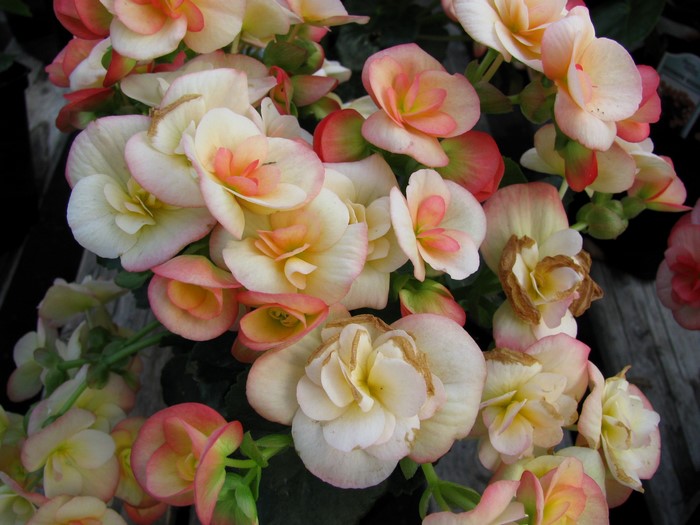 Close-up of pink and white begonias