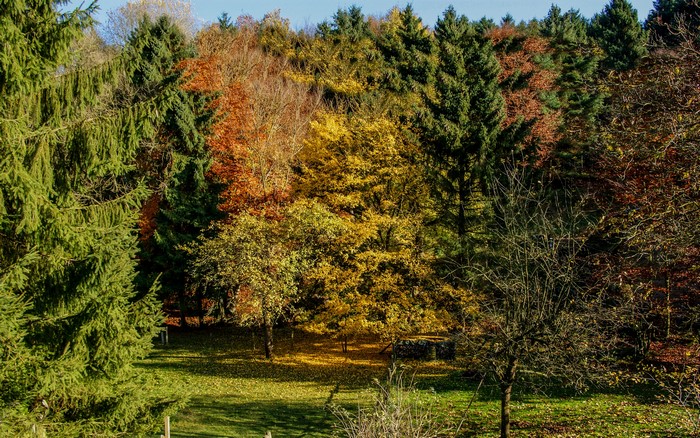 Autumn trees in Maurick Castle Park, Netherlands