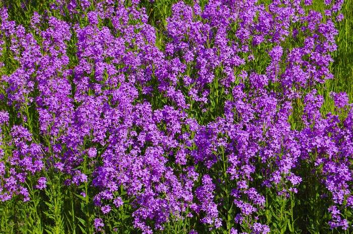 Field of Vibrant Violet Phlox Flowers