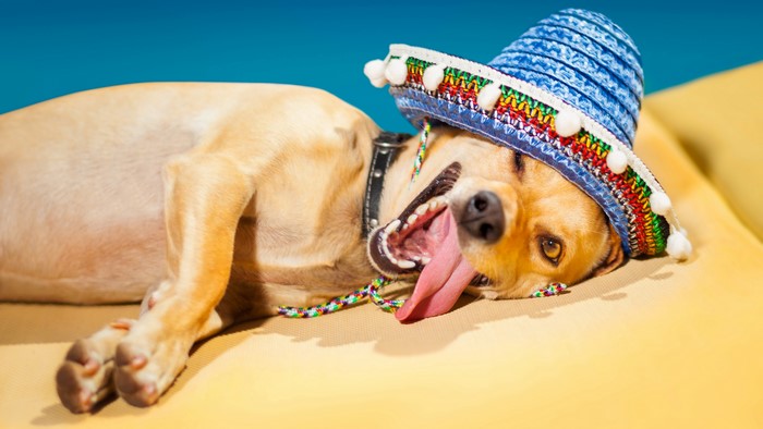 Dog wearing a sombrero lying down