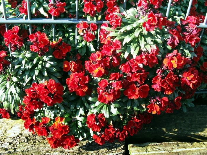 Red flowers in front of a metal fence