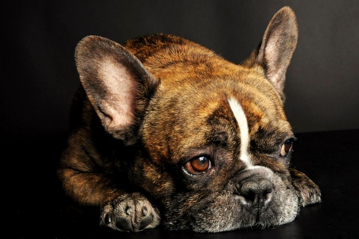 Brindle French Bulldog lying down