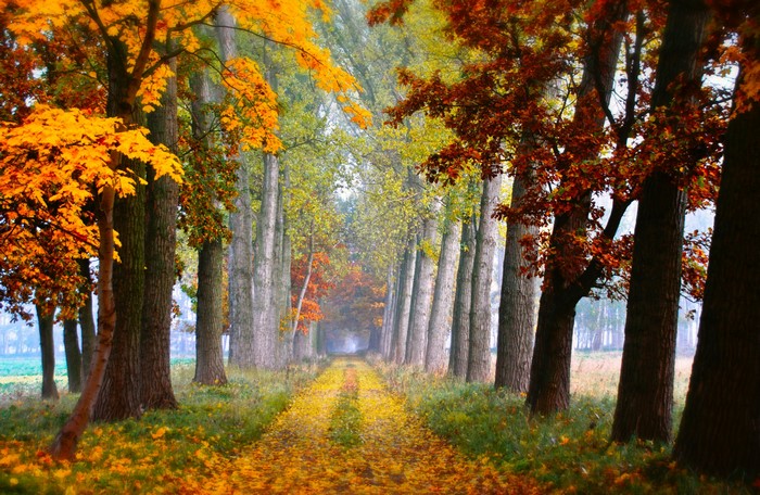 Autumn trees lining a path