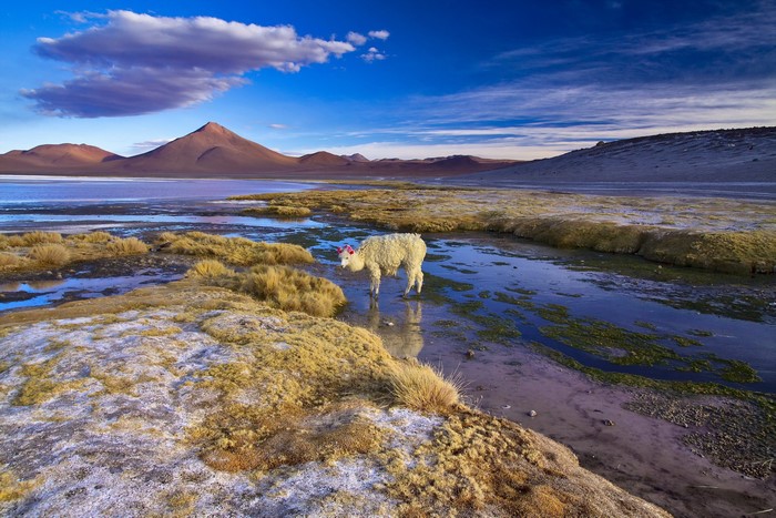 Llama standing in shallow water with mountains and lake in background