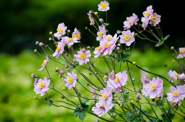 Pink Anemone flowers with yellow centers