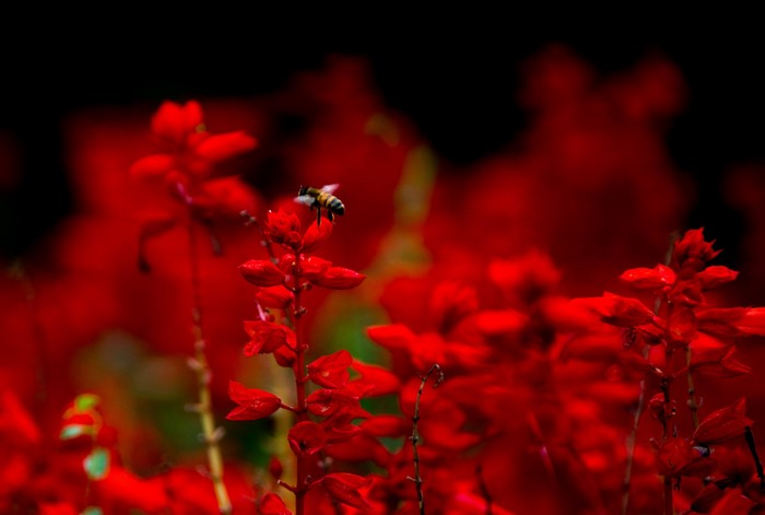 Bee on red flowers